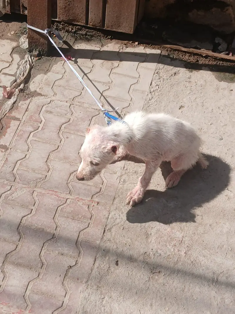 alabai dog female vaccinated age 1.5 months — photo 8