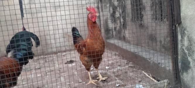 Desi Murgay for Sale Urgent!