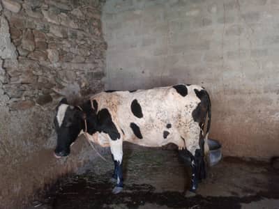 Austerlian Cow for sale