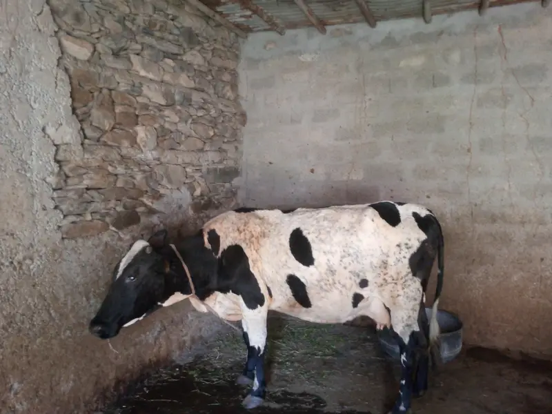 Austerlian Cow for sale — photo 2