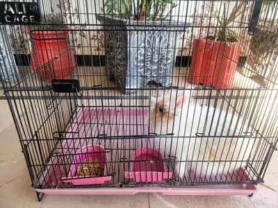 imported newzeland rabbit 4 sale mobile num 0318 5079757