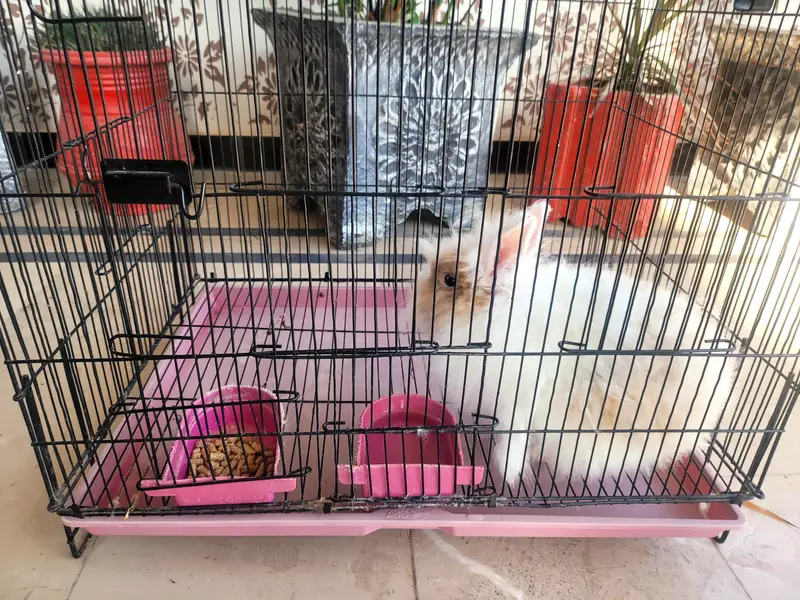 imported newzeland rabbit 4 sale mobile num 0318 5079757 — photo 2