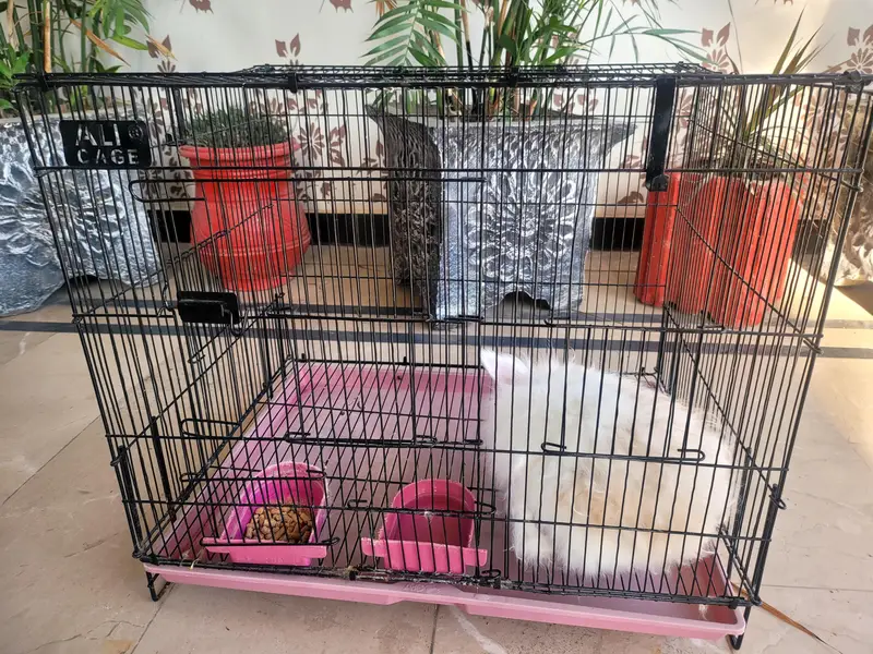 imported newzeland rabbit 4 sale mobile num 0318 5079757 — photo 3