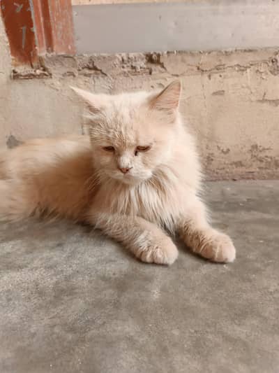 parson cat