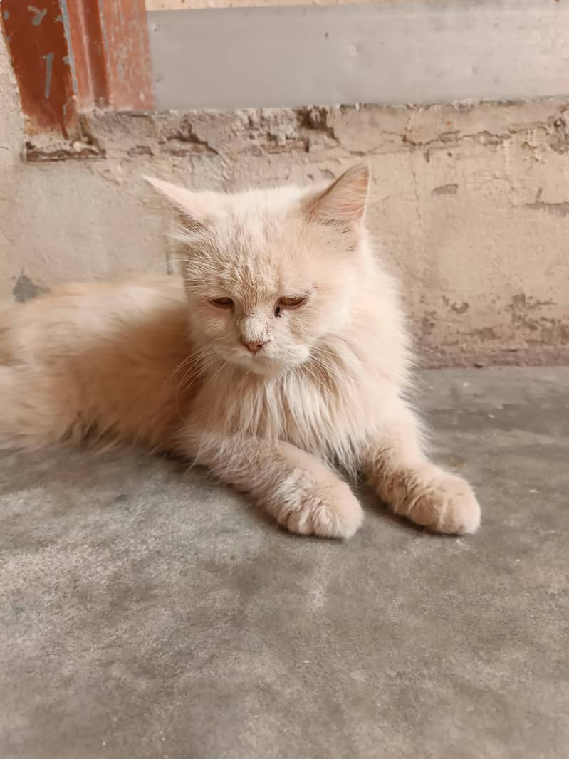 parson cat 0