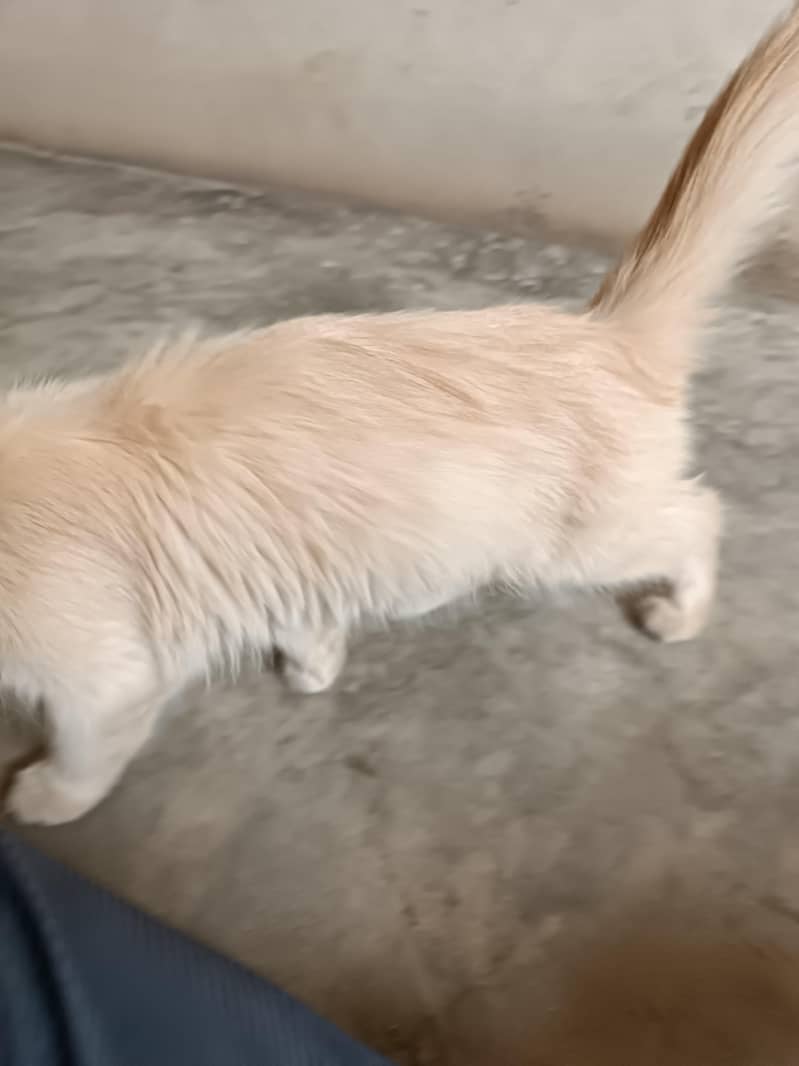 parson cat 2