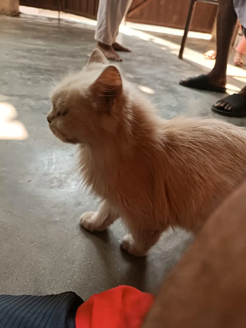 parson cat — photo 4