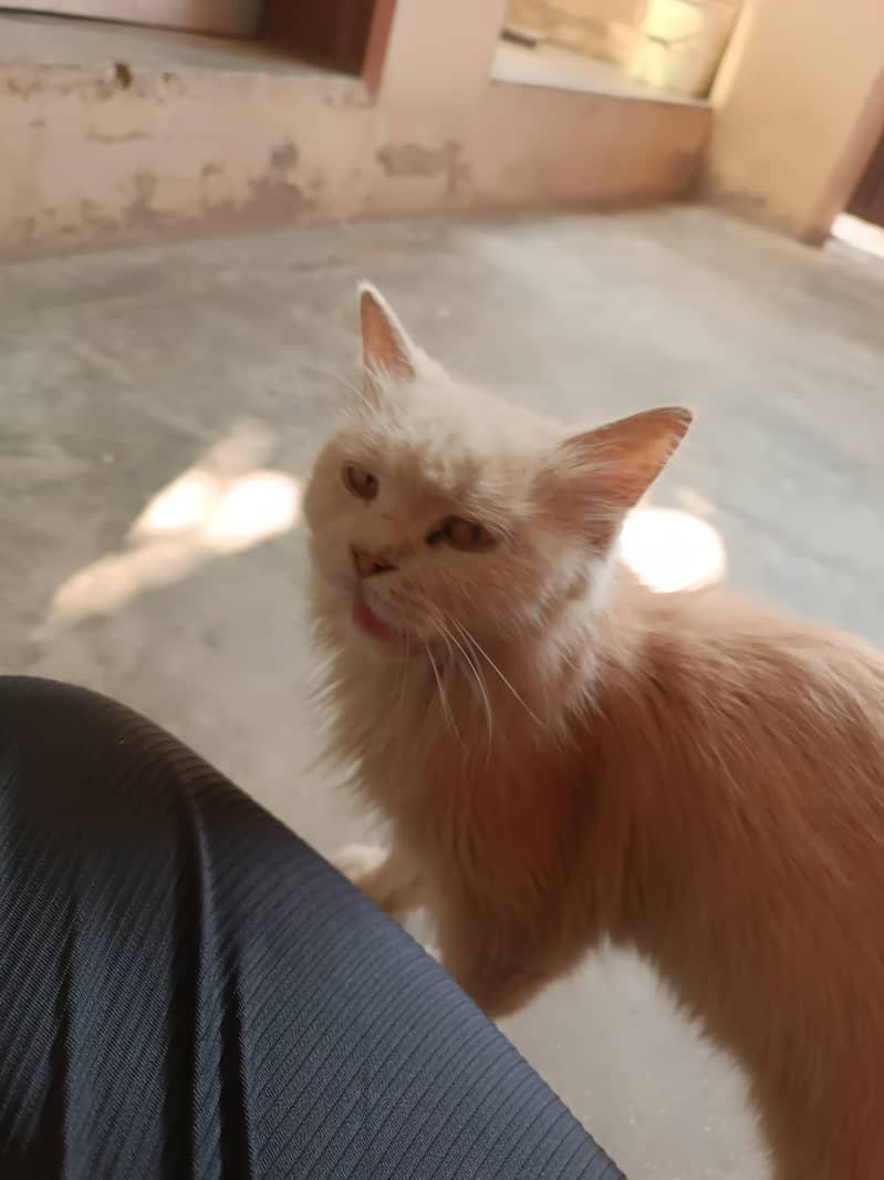 parson cat 4