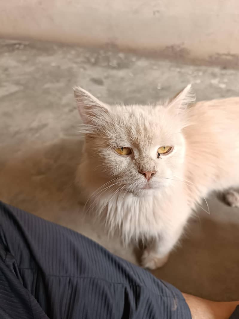 parson cat 5