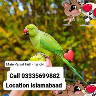 Hand Tamed Full Friendly Green Ring Neck Male Parrot Jumbo Size