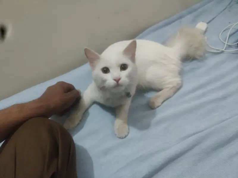 only serious buyer's rabta kry — photo 3