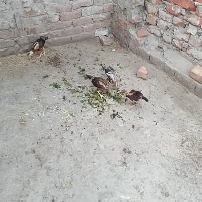 Mianwali aseel chick