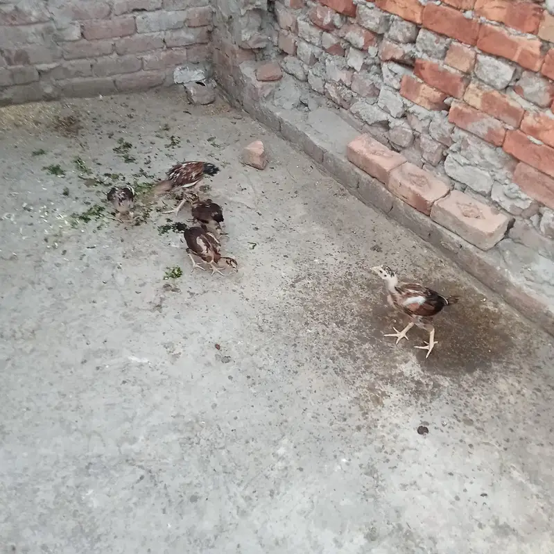 Mianwali aseel chick — photo 2