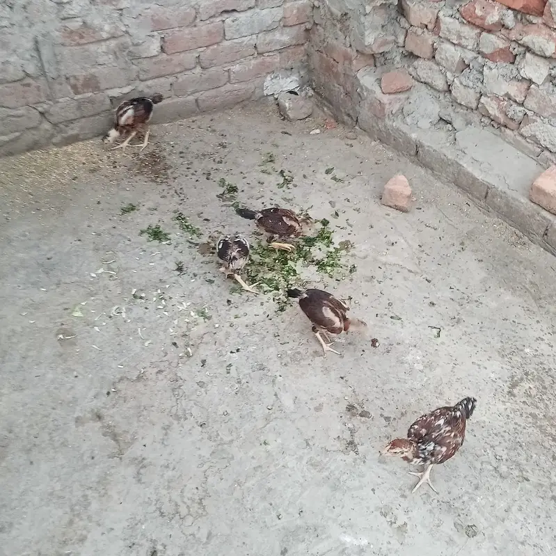Mianwali aseel chick — photo 3