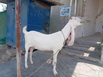 Pure Gulabi Bakri & Pure Kajla For Sale | Healthy & Active