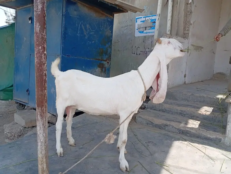 Pure Gulabi Bakri & Pure Kajla For Sale | Healthy & Active — photo 2