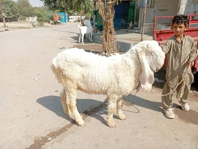 Pure Gulabi Bakri & Pure Kajla For Sale | Healthy & Active