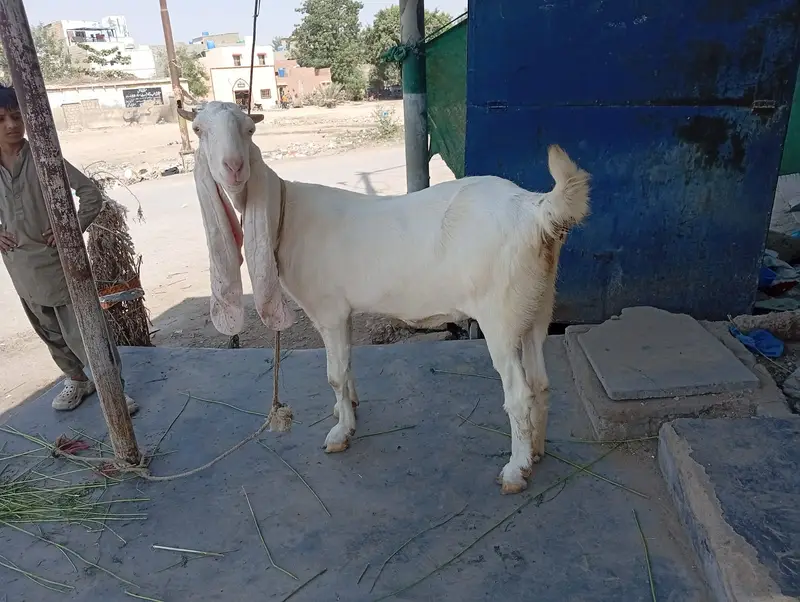 Pure Gulabi Bakri & Pure Kajla For Sale | Healthy & Active — photo 4