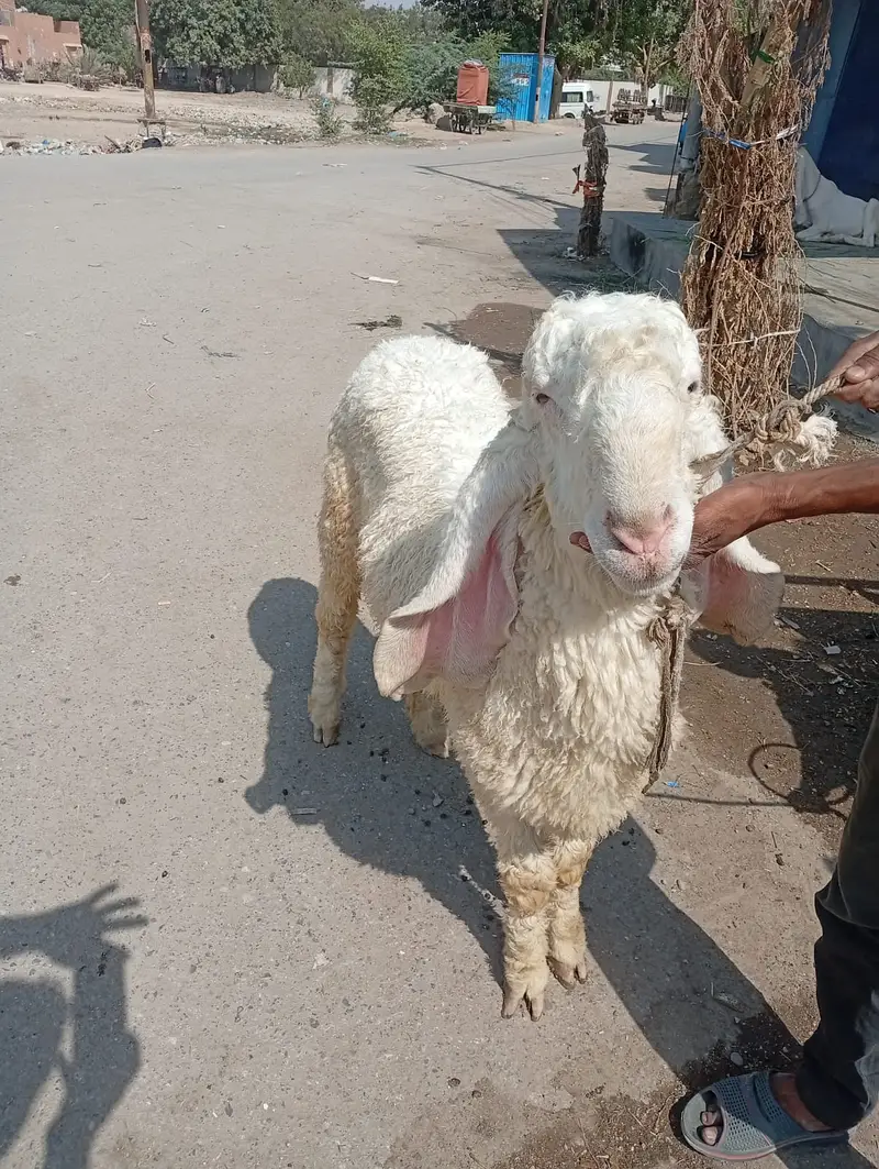 Pure Gulabi Bakri & Pure Kajla For Sale | Healthy & Active — photo 3