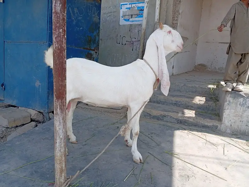 Pure Gulabi Bakri & Pure Kajla For Sale | Healthy & Active — photo 5