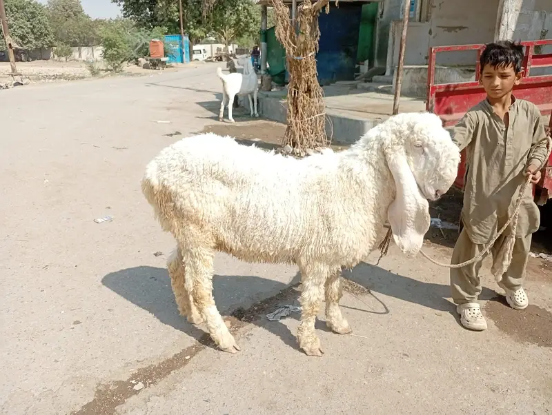 Pure Gulabi Bakri & Pure Kajla For Sale | Healthy & Active — photo 6