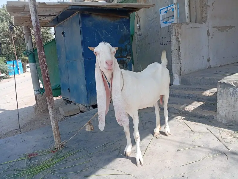 Pure Gulabi Bakri & Pure Kajla For Sale | Healthy & Active — photo 7