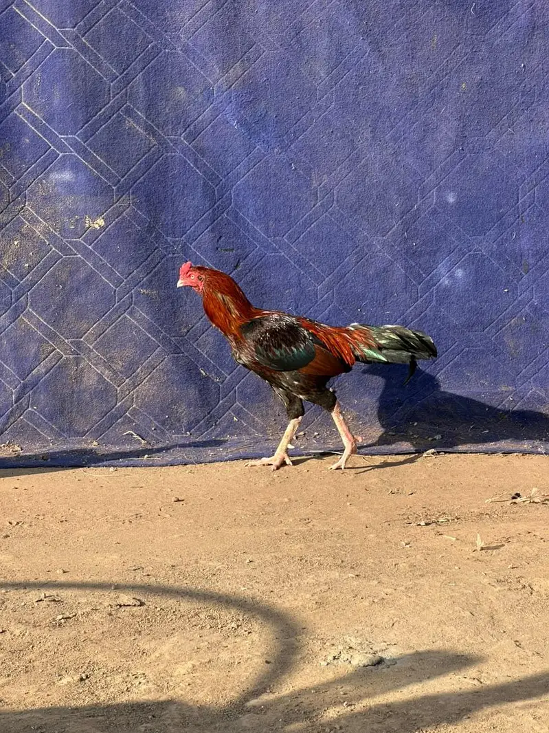 Assel murga — photo 2