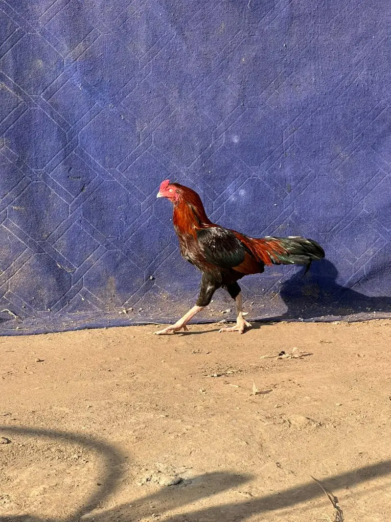 Assel murga — photo 3