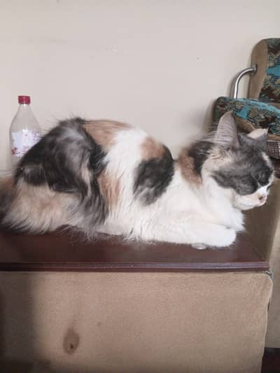 Beautiful Fluffy Persian cat
