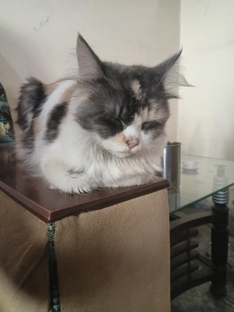 Beautiful Fluffy Persian cat — photo 2