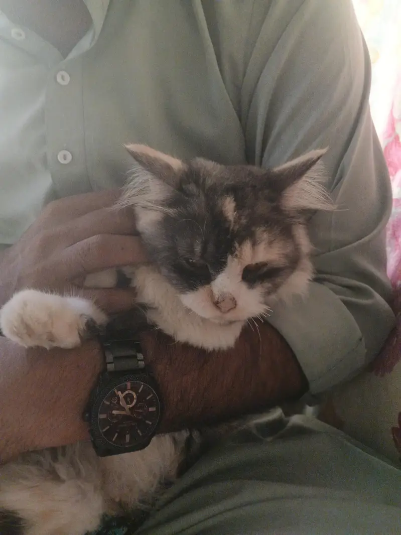 Beautiful Fluffy Persian cat — photo 3