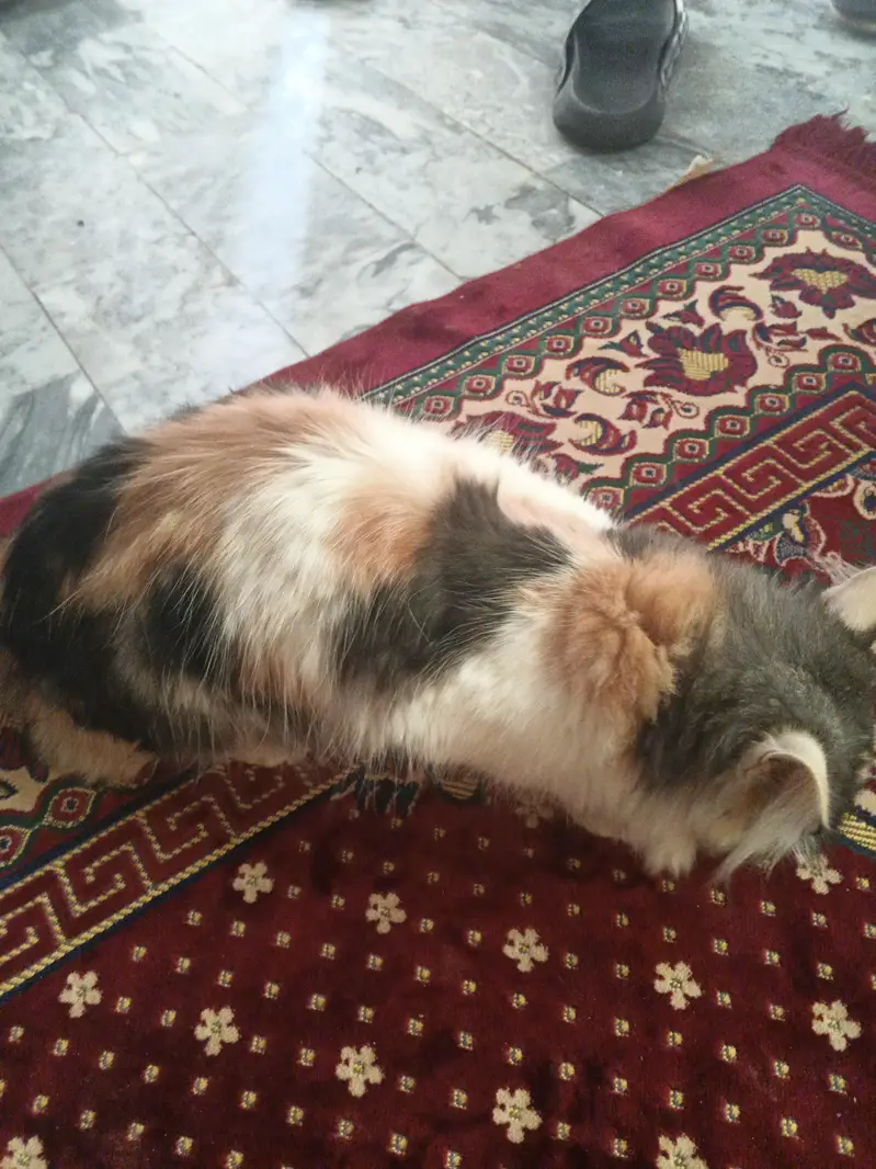 Beautiful Fluffy Persian cat — photo 4