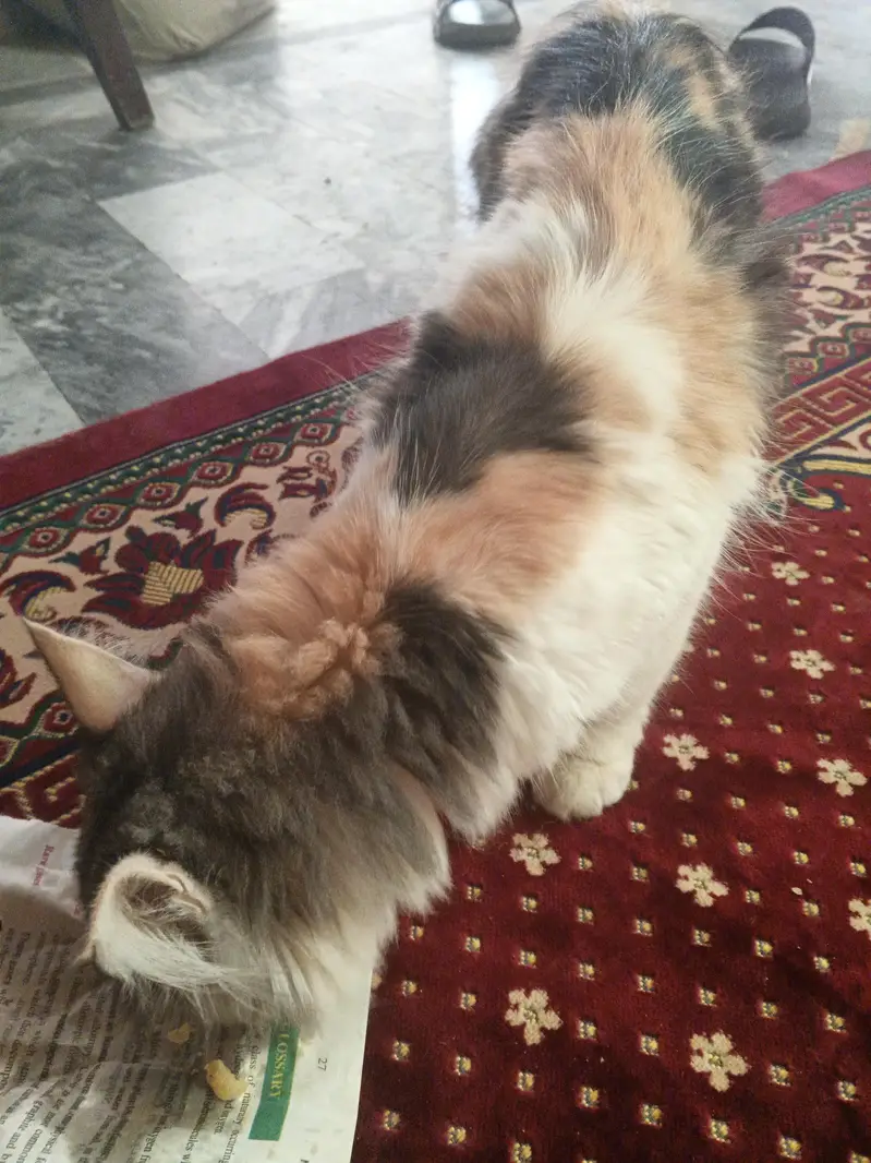 Beautiful Fluffy Persian cat — photo 5