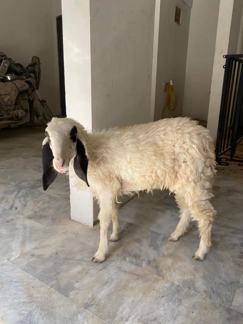 Printed Larkhana Dhumba — photo 2