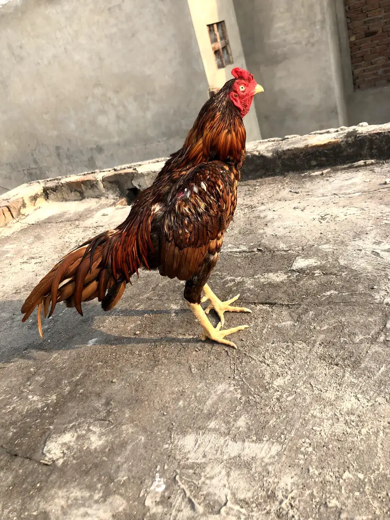 Aseel Peeyla Sale — photo 2