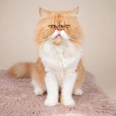 Persian peki punch face male blood line triple coated