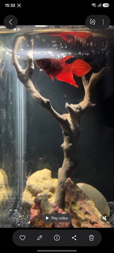 Female betta 4 sale 03234964348