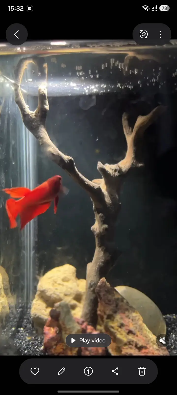 Female betta 4 sale 03234964348 — photo 2