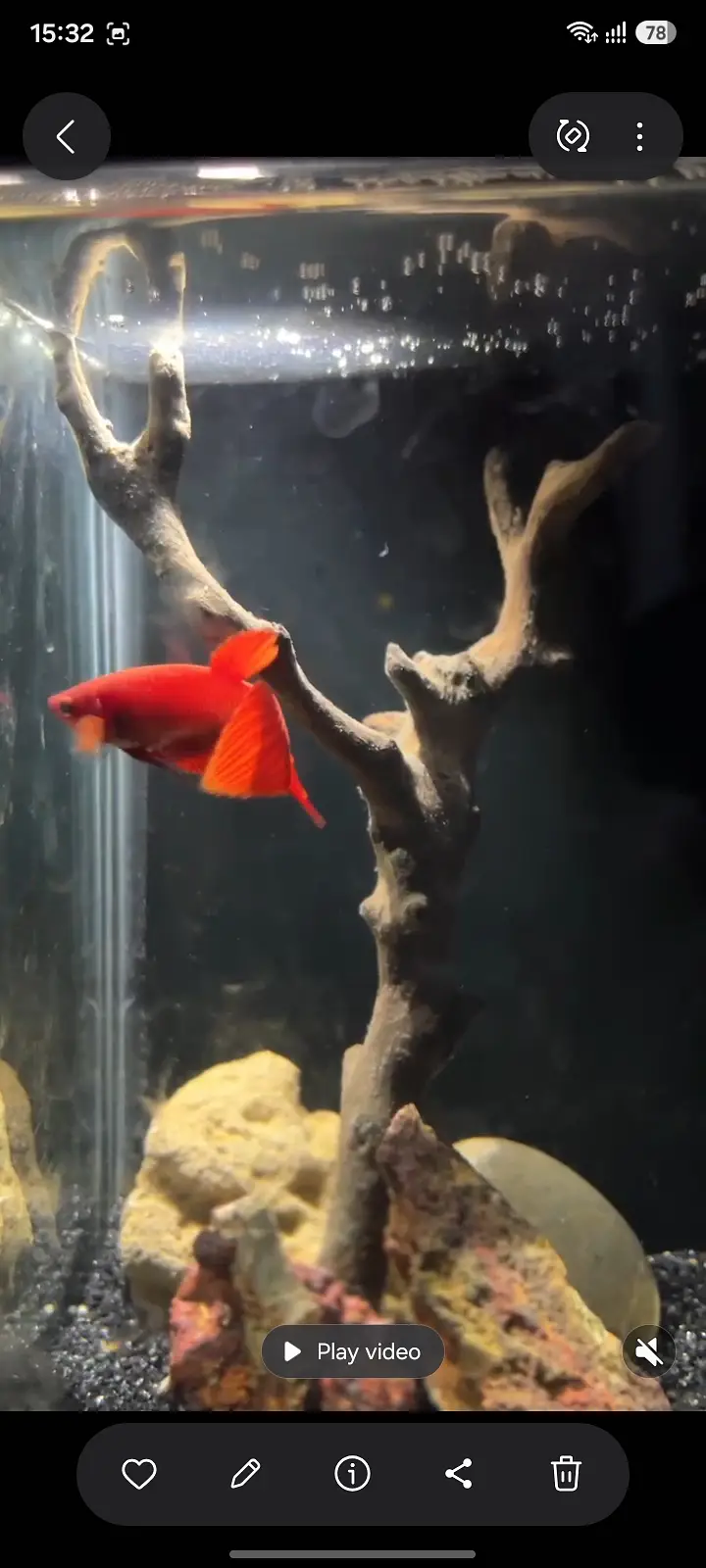 Female betta 4 sale 03234964348 — photo 3