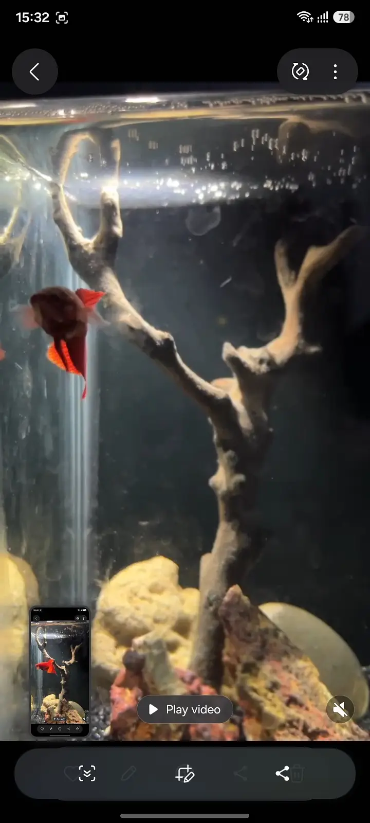 Female betta 4 sale 03234964348 — photo 4