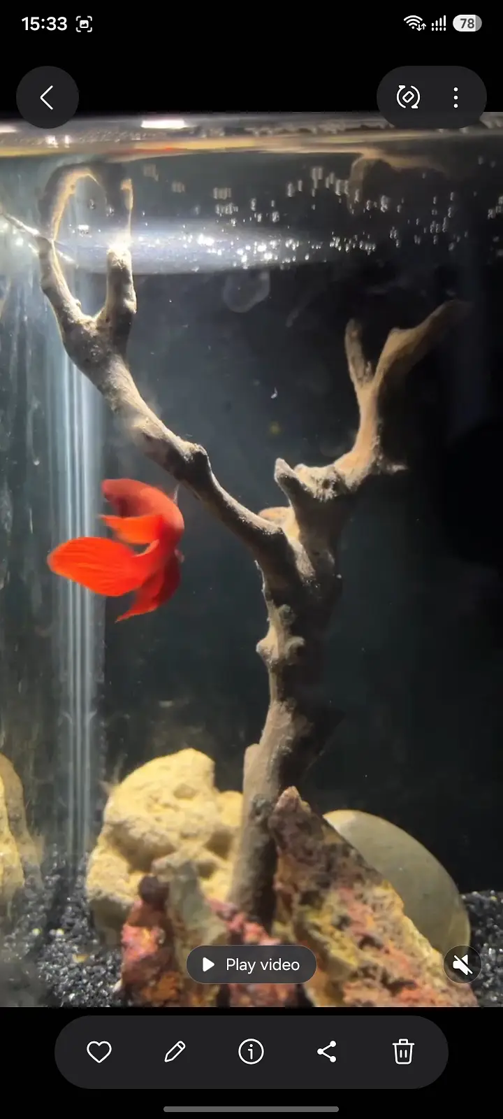 Female betta 4 sale 03234964348 — photo 5