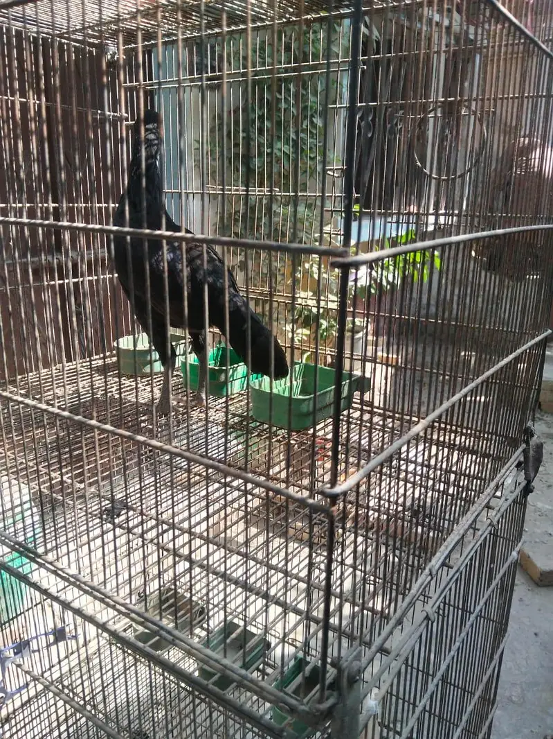 4 portion folding cage 10 by 10 condition — photo 8