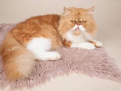 Persian male blood line Peki Punch Face 3pl coat Pure Bread
