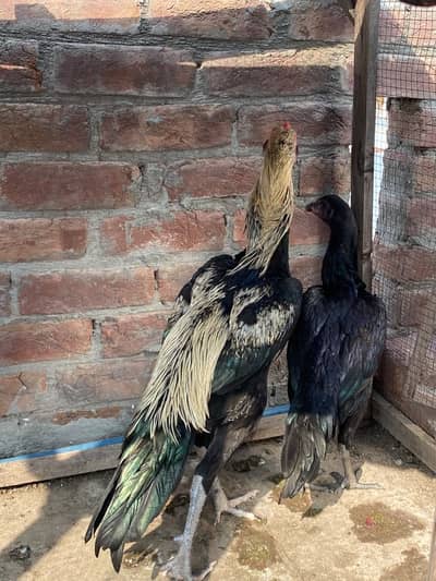 Thai empoted birds high quialty whtsap 0305)87)42)773)
