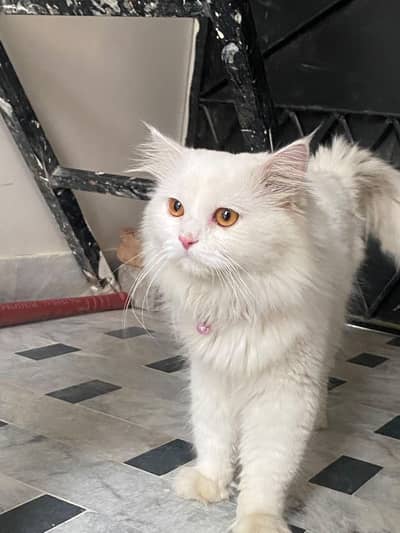 Cat Male For Sale