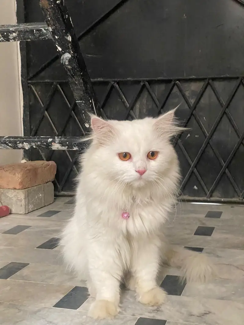Cat Male For Sale — photo 2