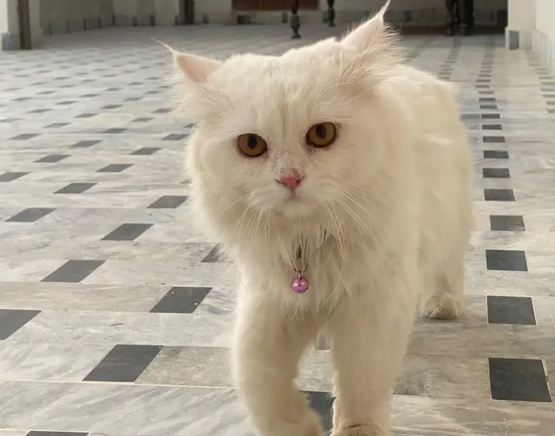 Cat Male For Sale — photo 3