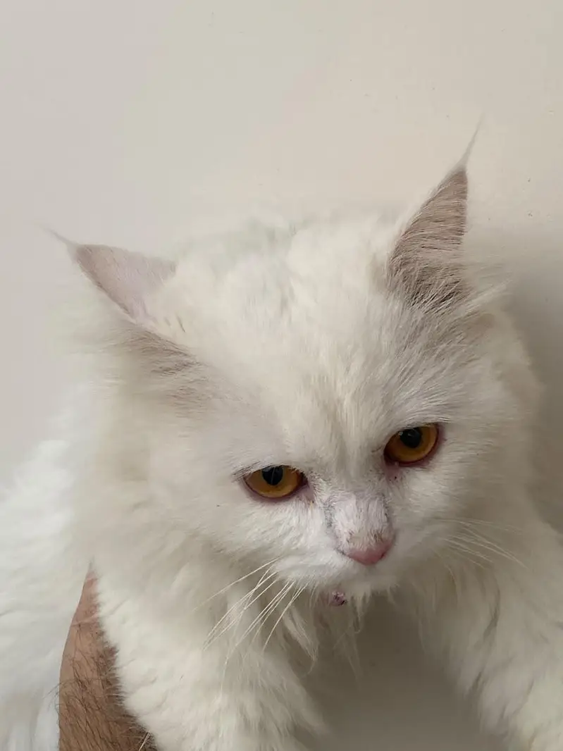 Cat Male For Sale — photo 4
