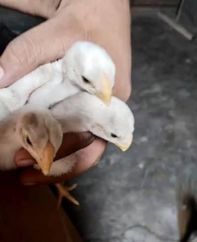 Top Quality Parrotbeak Chicks Paper White