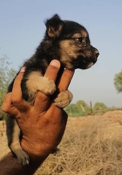 German shepherd female
